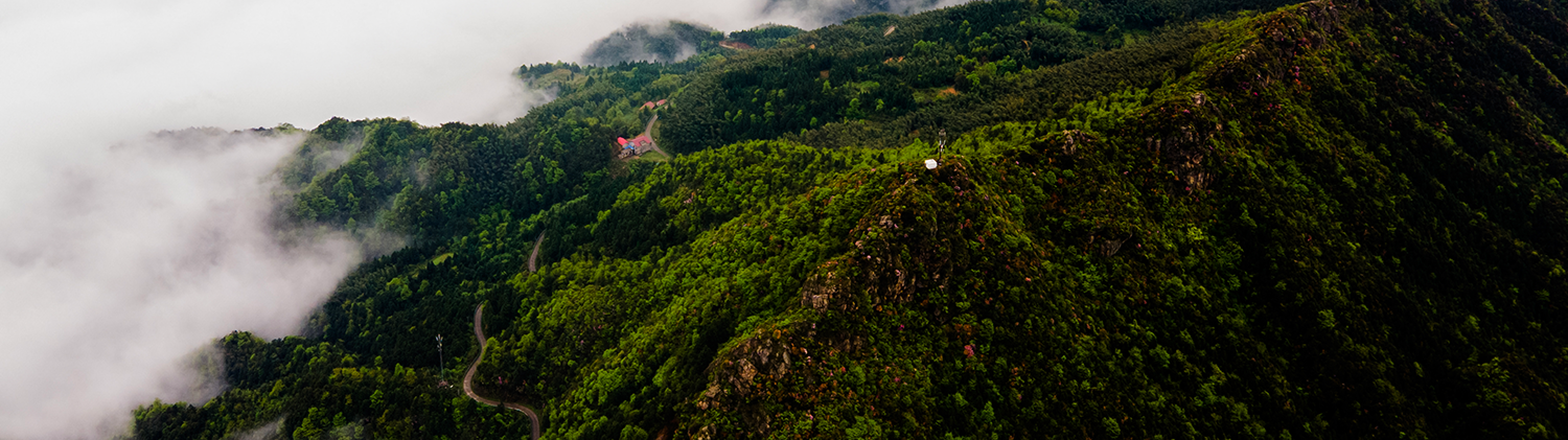 fondo bosque_baja fondo bosque_baja